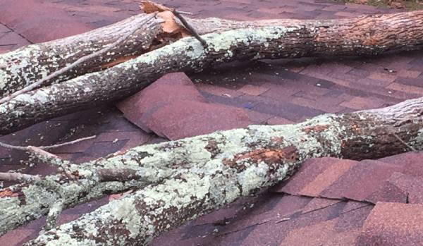 The Ways Trees Can Damage Residential Roofs and How to Prevent Tree Damage